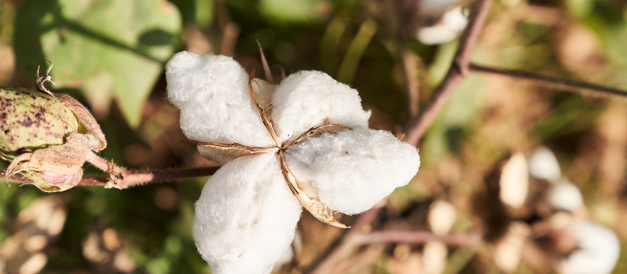 From the earth: Cotton