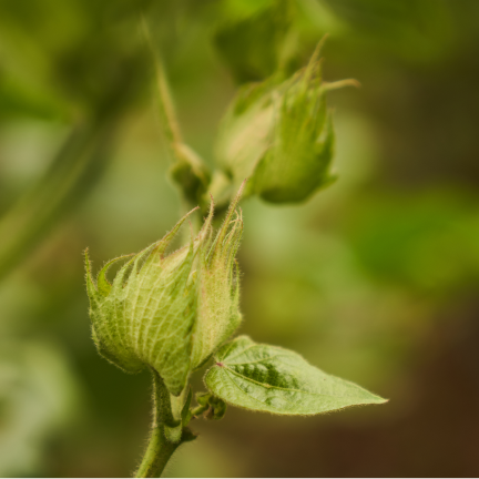 Square (bud) formation - 40 to 45 days (aypasi)