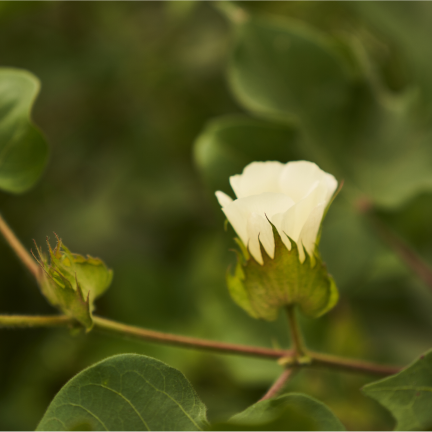 White flowers formation - 55 to 65 days (aypasi)