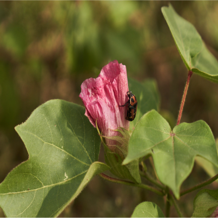 Dark pink flowers forming (matured) - 85 days (karthigai)