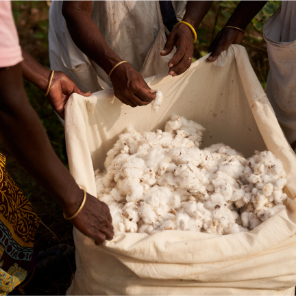 Cotton harvest - 130 to 180 days (thai, maasi)