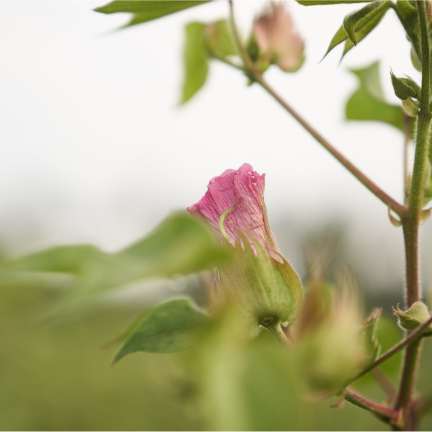 Light Pink flowers forming (fertilised) - 75 days (karthigai)