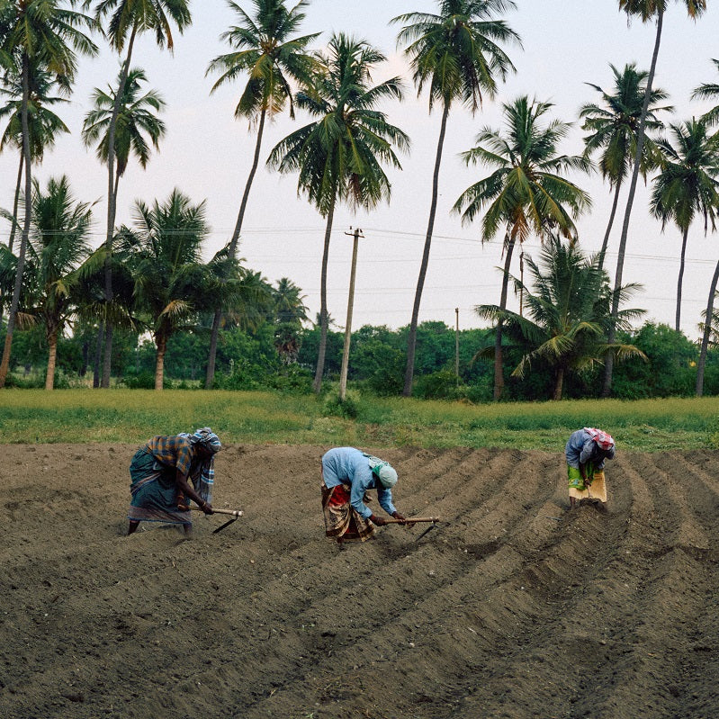 Re-imagining fashion starts with the soil.